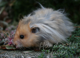 RC- Golden Umbrous Longhaired